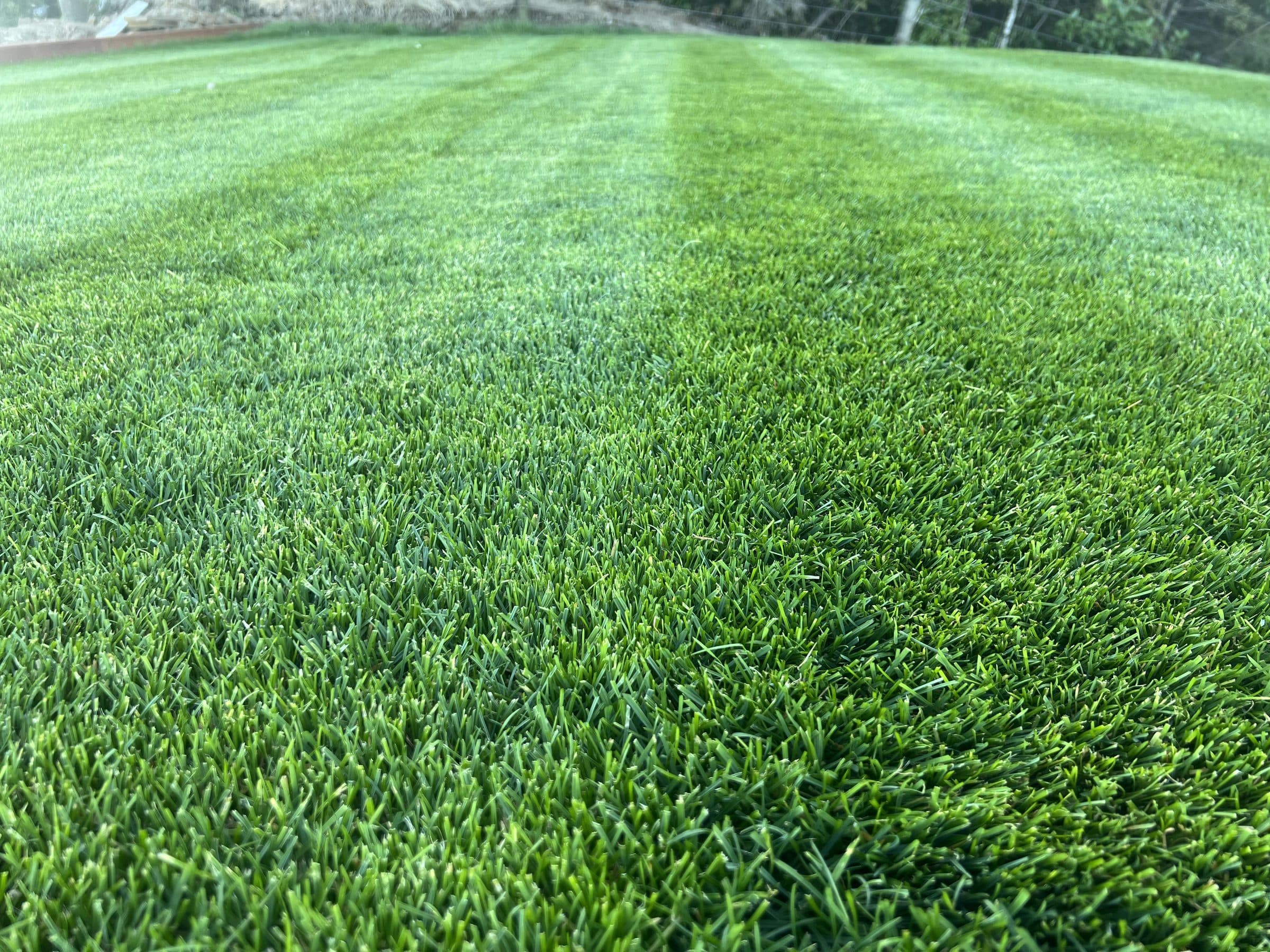 Close-up of crisp, freshly mown lawn stripes